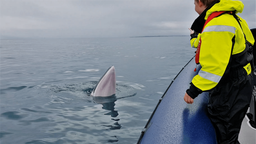 RIB Express Whale Watching Close Encounter