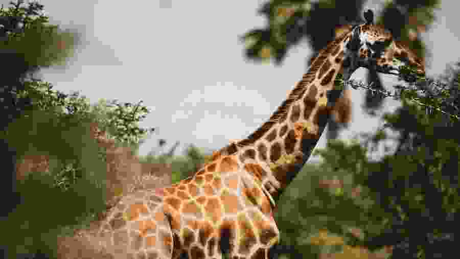 Northern giraffe