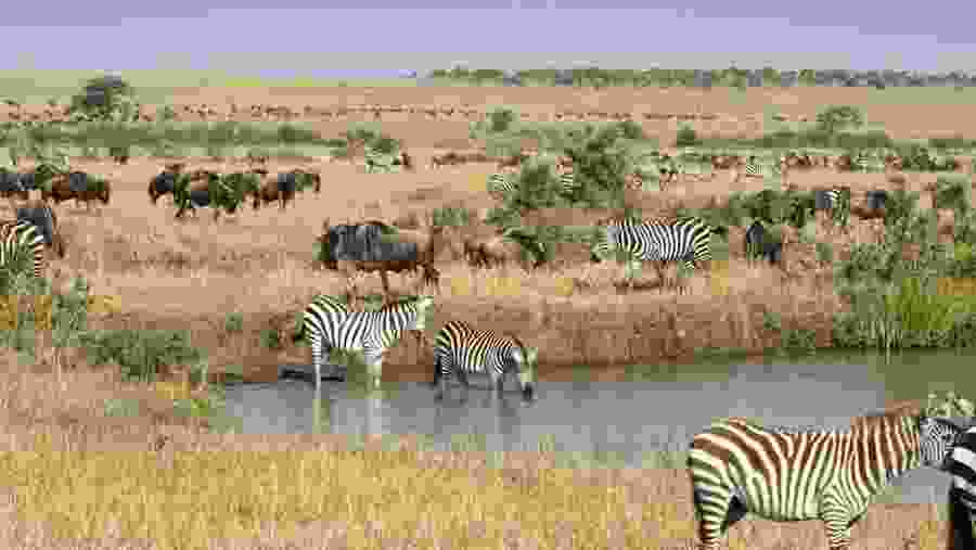 See Herds of Zebra, Masai Mara, Kenya