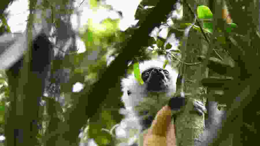 Diademed Sifaka