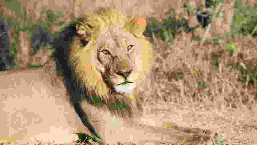 Kruger National Park