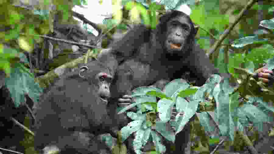 Chimpanzees at Mahale Mountains National Park
