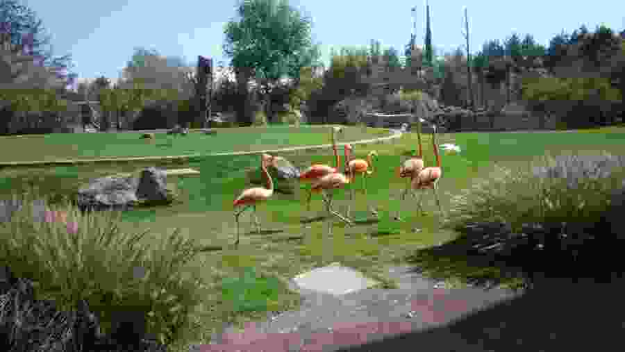 Flamingo land