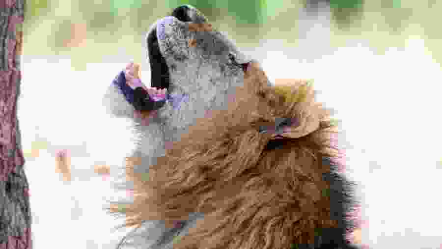 Marvel at diverse wildlife sighting