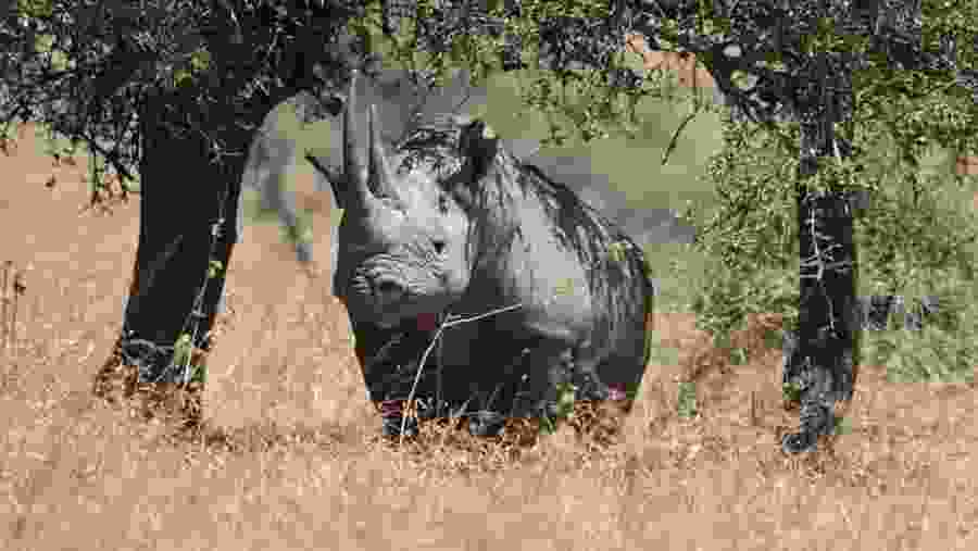Wildlife in National Park
