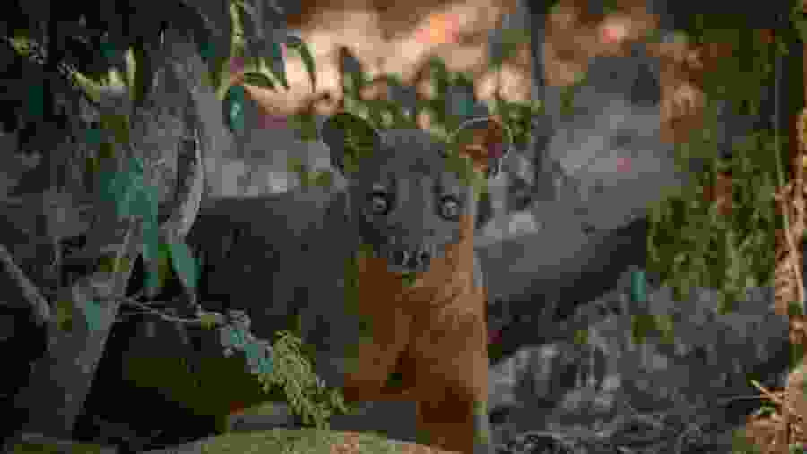 Spot the fossa-lemurs predator