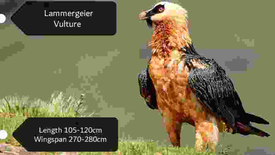 Lammergeier Vulture