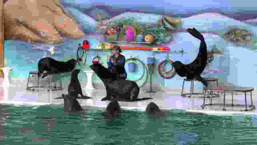 Dolphin Show
