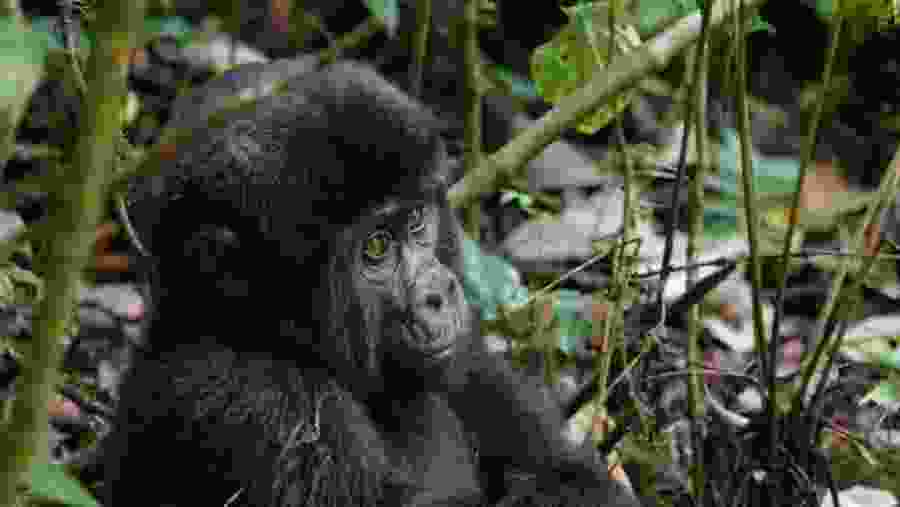 Gorilla