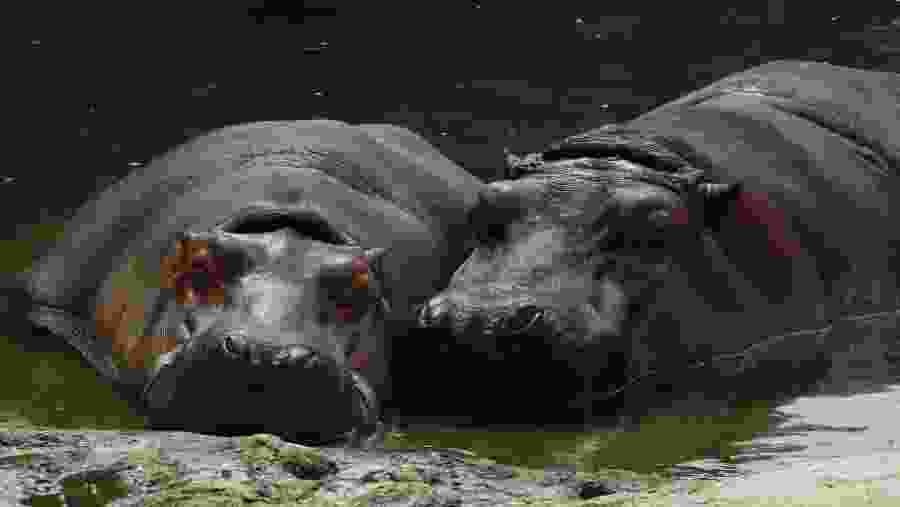 Spot the gigantic African Hippopotamus in their natural habitat