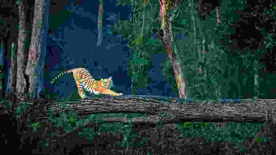 Sighting a Tiger
