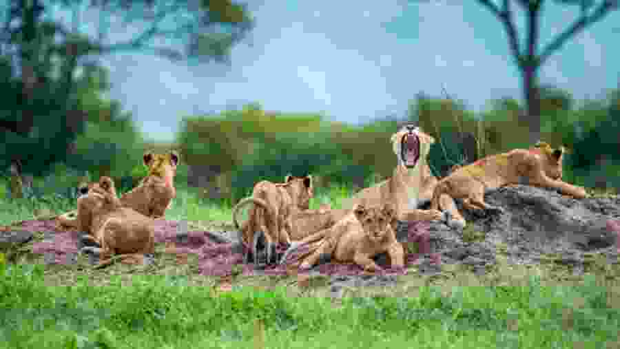 Lion cubs at Serengeti National Park