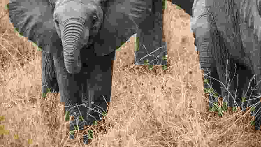 Admire Elephants at the Serengeti Nattional Park of Tanzania