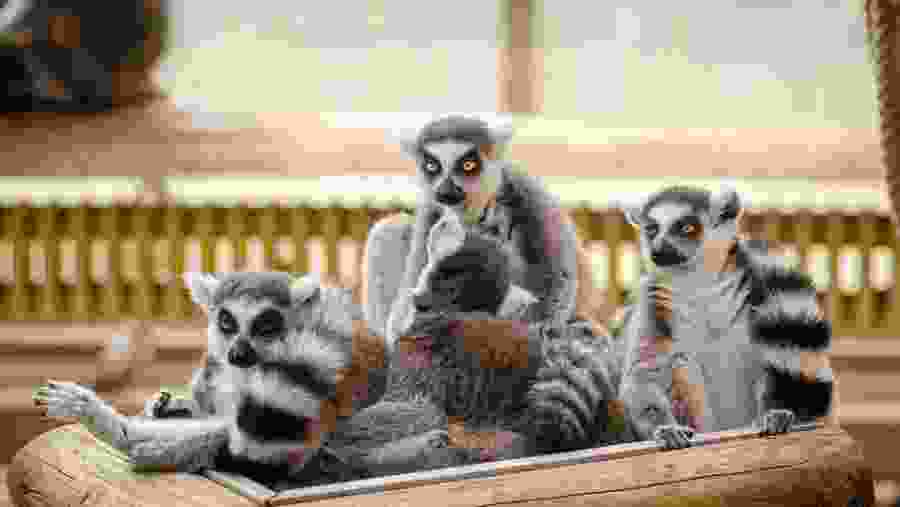 Adorable Lemurs at Andasibe National Park