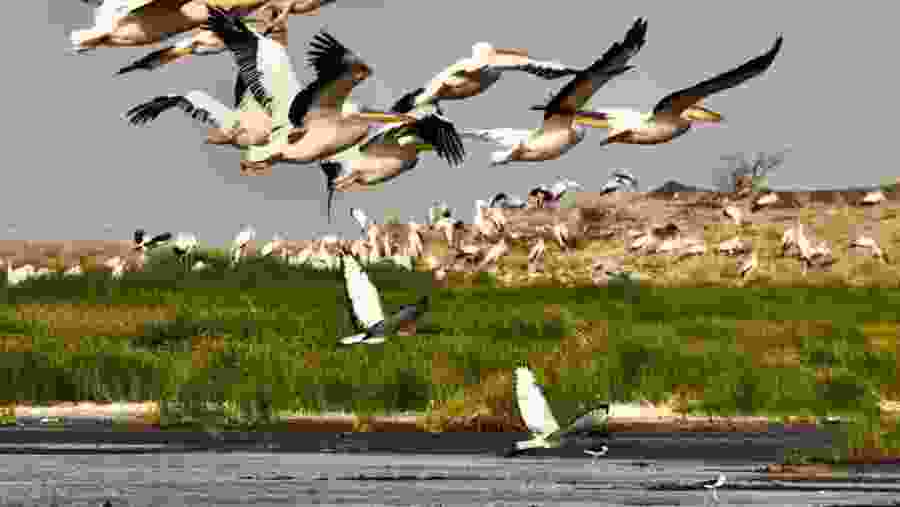 Great white pelican