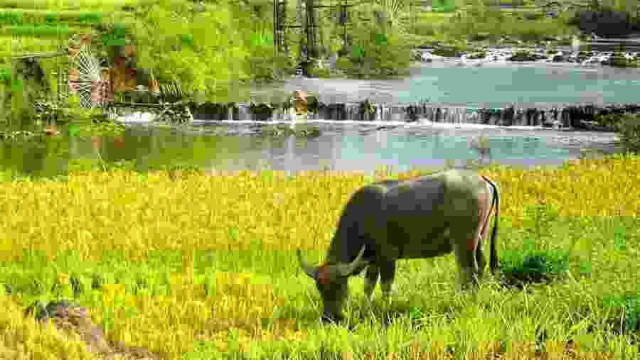 Witness the wildlife