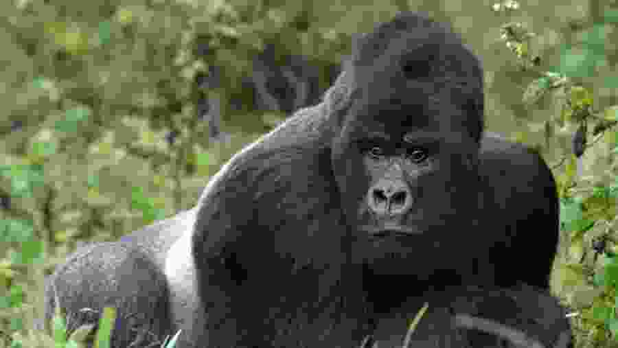 Gorilla