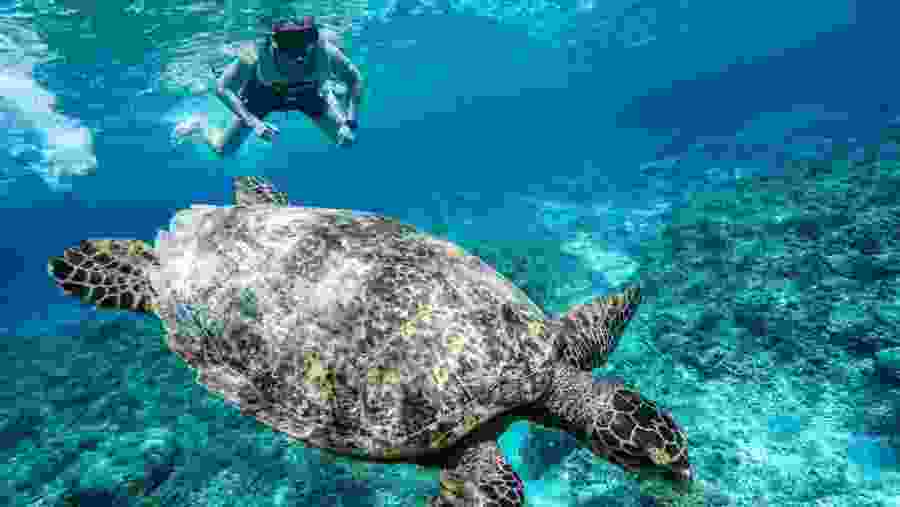 Tourist swimming with the turtles of Gili Island
