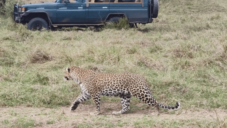 Trackers Quest Safari for Lions, Leopards & Cheetahs