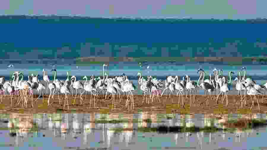 flamingos birds