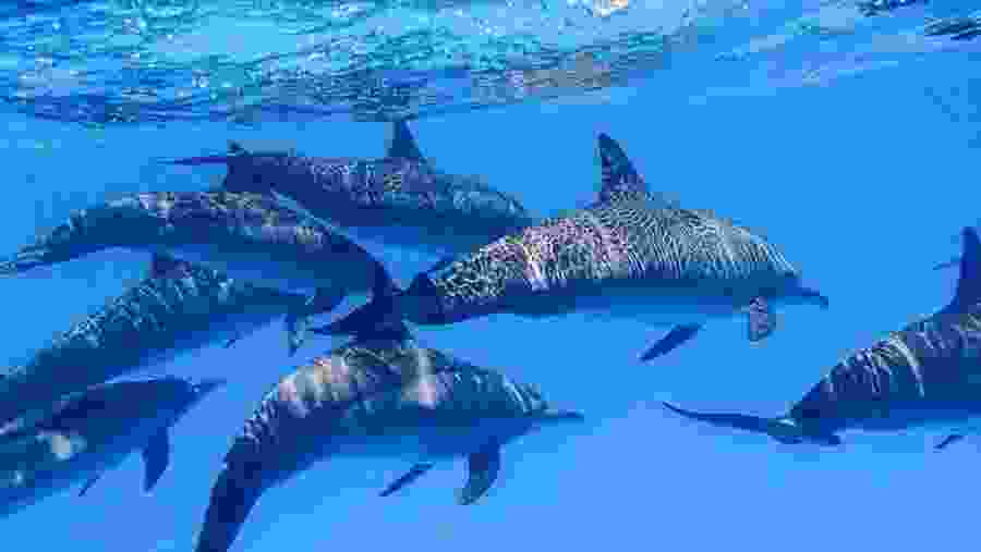 Dolphins