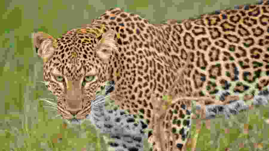 Cheetah