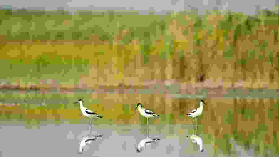 Birds of Shirvan National Park