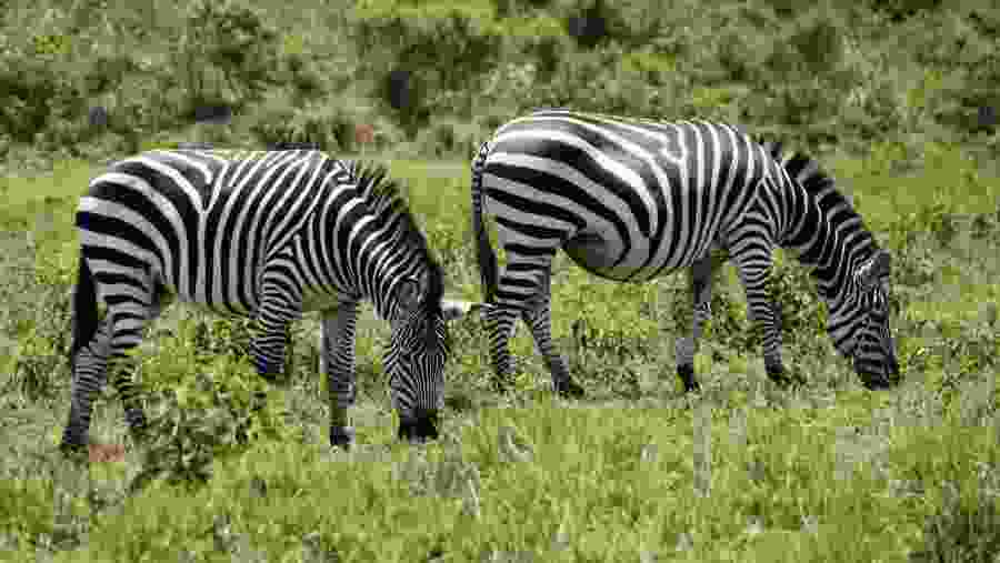 Find zebras grazing in Arusha national park