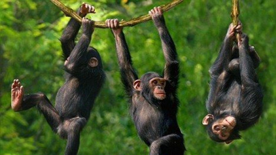 Chimpanzee Tracking