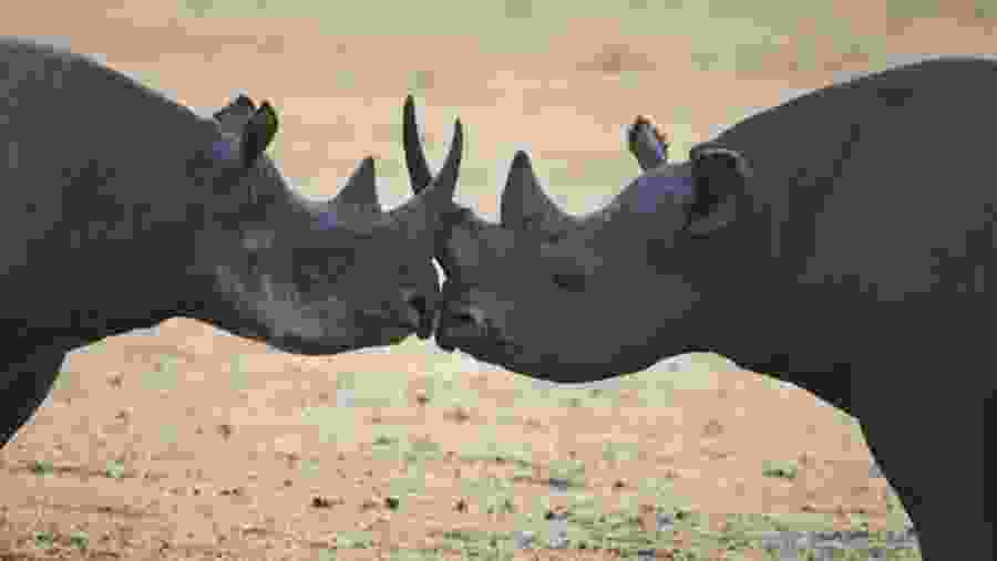 Ngorongoro Crater