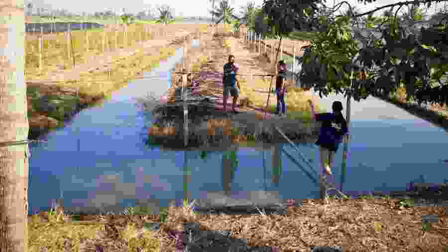 Visit rice paddies in Bangkok