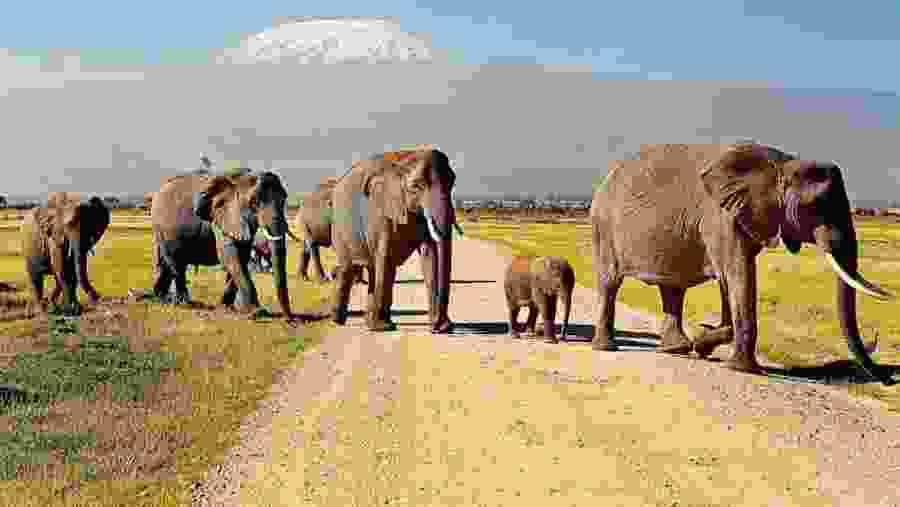 Amboseli National Park
