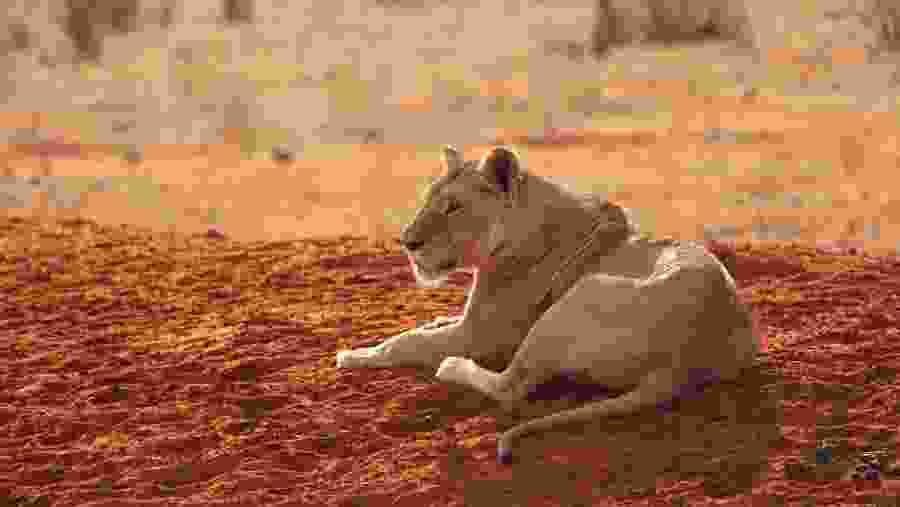 Lion in Tsavo East National Park