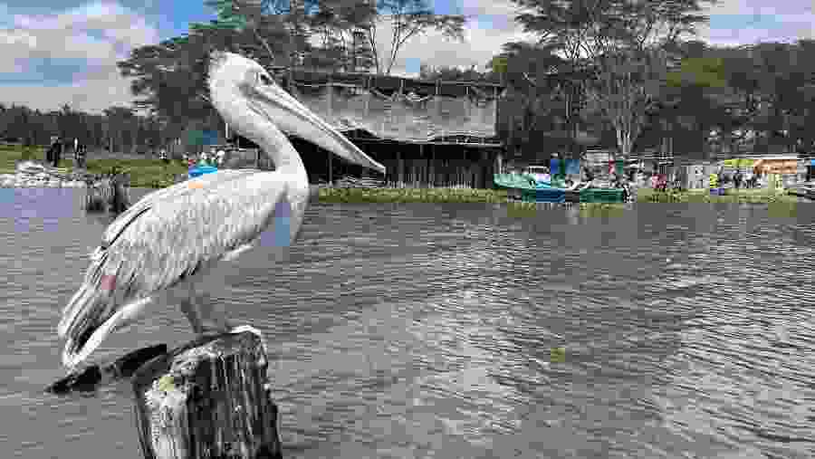 Gray Pelican