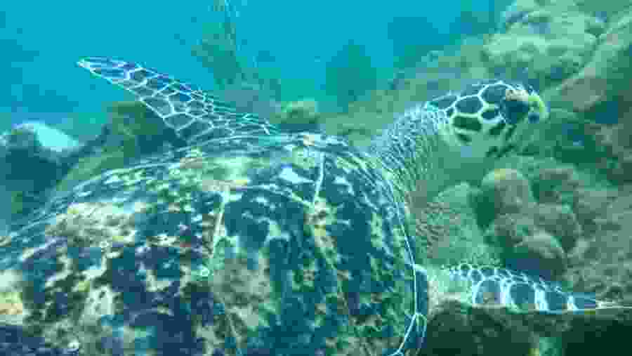 Snorkelling