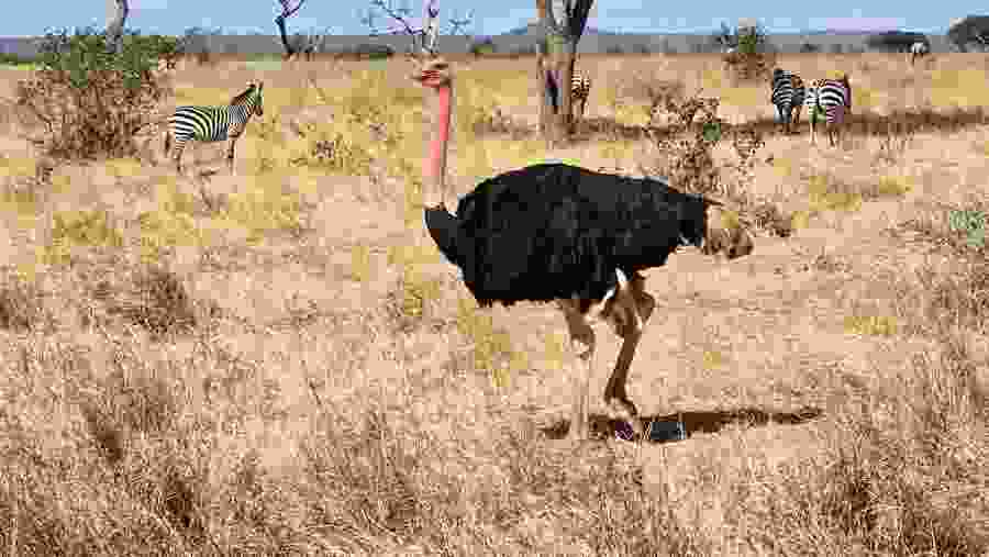 Ostrich