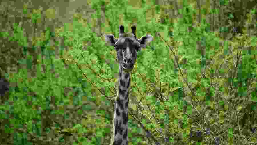 Girraffe