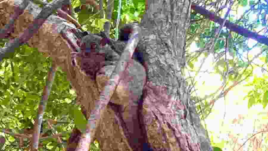 Witness the wildlife