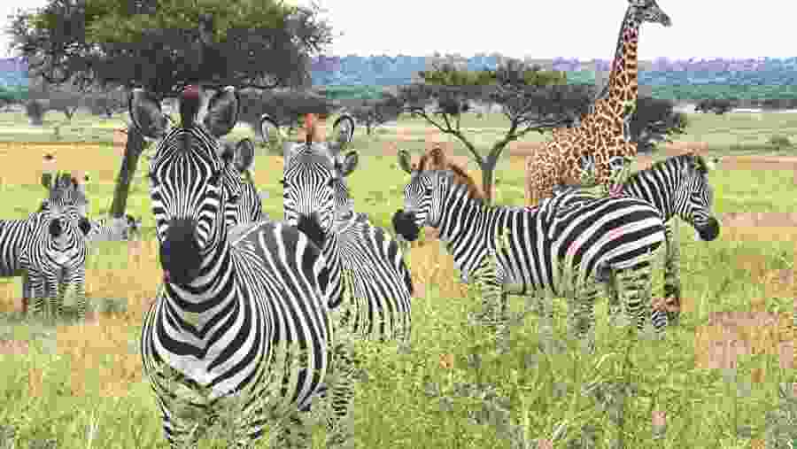 Witness the African wildlife