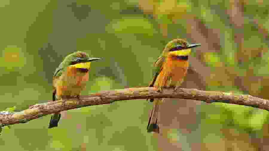 Blue-breasted bee-eater