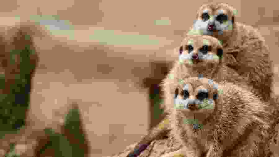 Meerkats