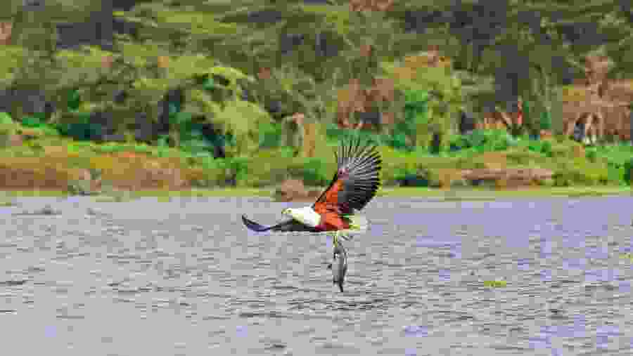 Tanzania Safari Package