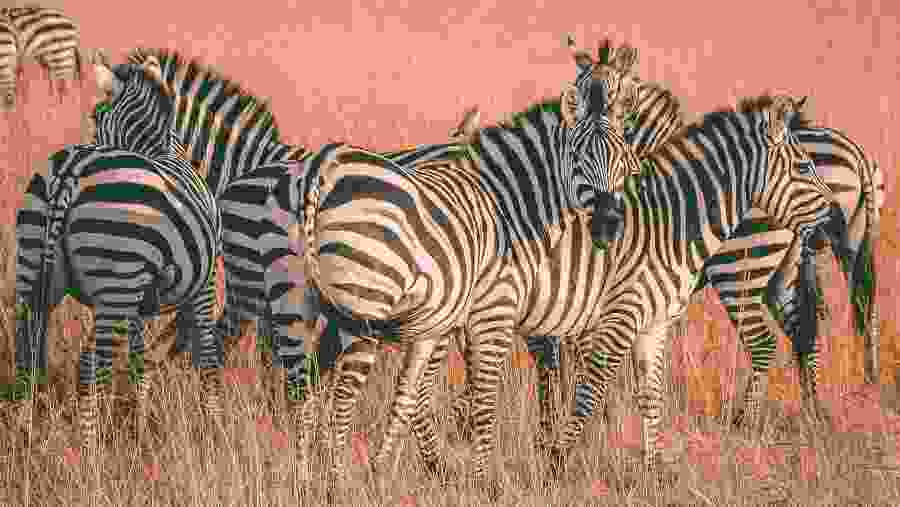 Witness the enchanting African Zebras