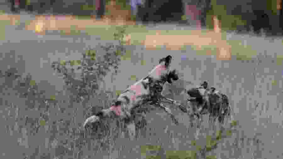 Hwange National Park Safari