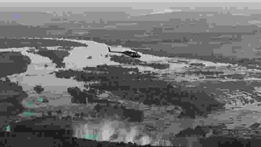 Admire the Rainforest