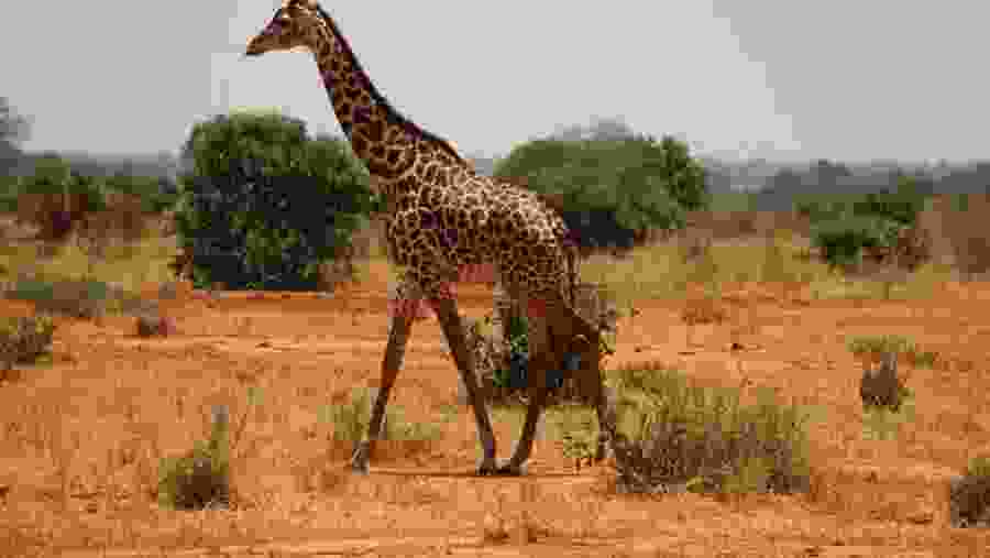 Northern giraffe