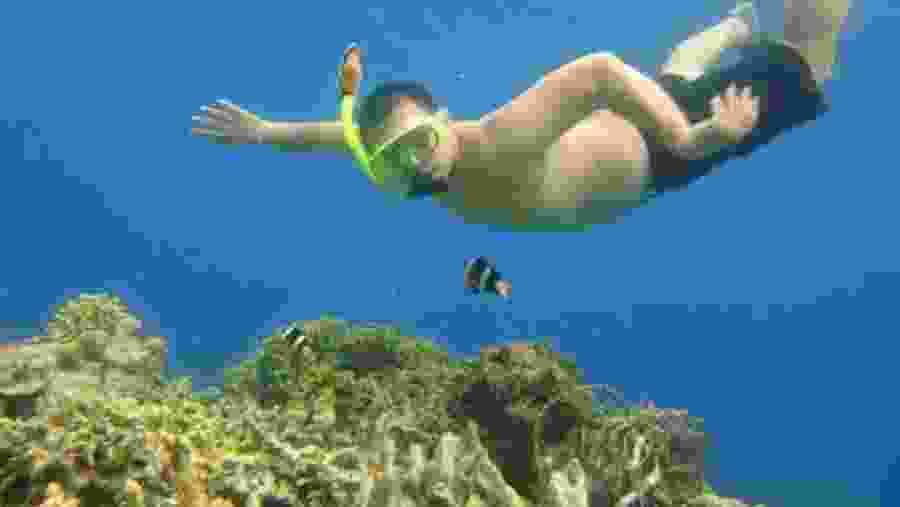 Snorkeling with the fishes