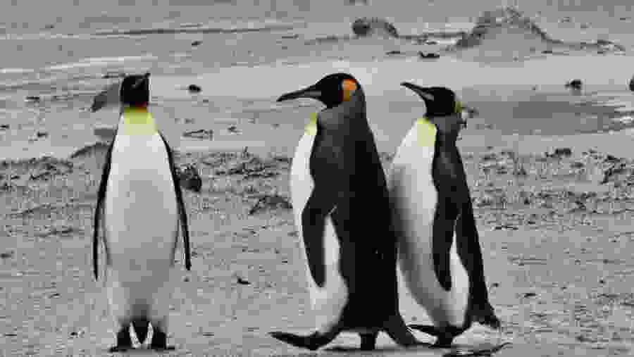 Spot King Penguins