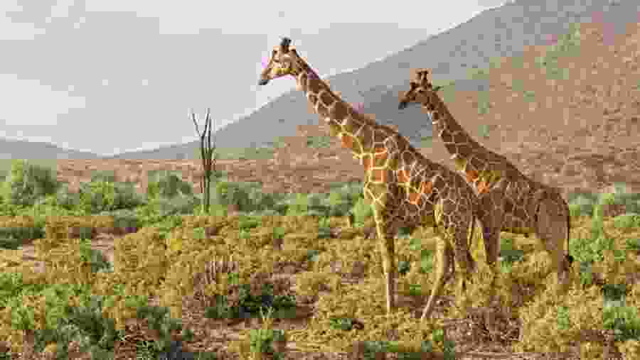 Giraffe seen on safari