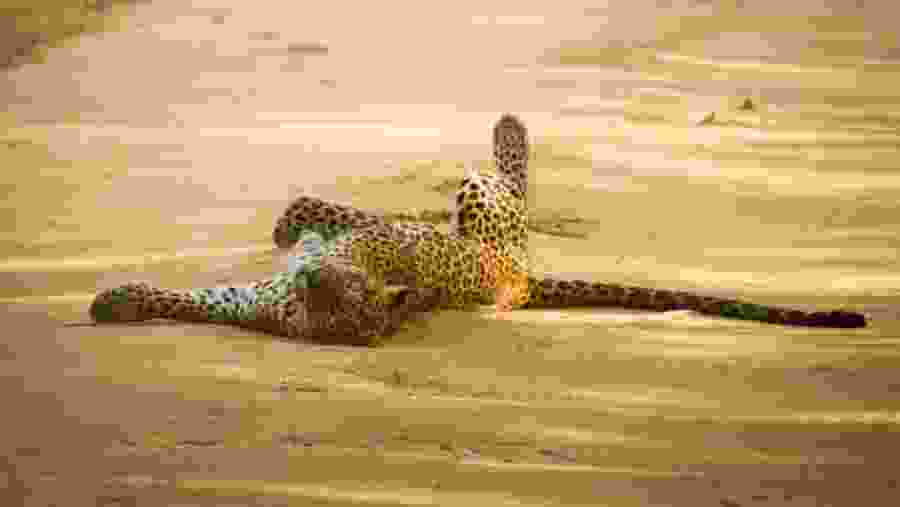 Leopard in Yala National Park